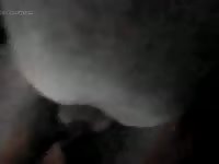 Quick Mare Fuck Gaybeast - Beastiality Porn Tube