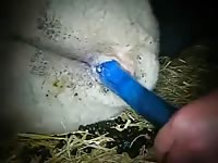 Ram Bum Slam Gaybeast - Bestiality Sex