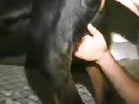 Rottie Anal 2 Gaybeast.Com - Animal Sex