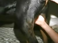 Rottie Anal Pounding Gaybeast Rip - Beastiality Porn Video