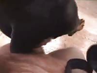 Rottweiler Getting Fucked Gaybeast - Bestiality Sex Tube