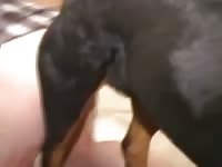 Rottweiler Knot 1 Gay Beast Com - Bestiality Porn Video