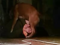 Self Bondage Dog Play Squirming Gay Beast Com - Animal Sex Tube