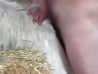 Sheep 2 Gay Beast Com - Beastiality Sex
