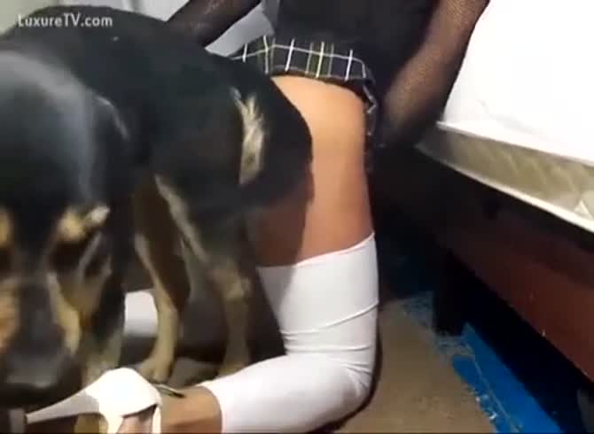 Tranny Knotted - Shemale Dog Knot - Zoo Porn Dog at Katitube