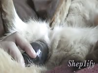 Sheppy Toy Play Gaybeast - Animal Sex Video