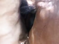 Sloppy Seconds With Mare Gaybeast - Animal Porn Video