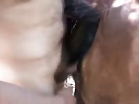 Sloppy Horse Mare And Men Gaybeast Rip - Beastiality Sex