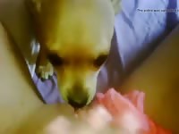 Small Licking Petsex Com - Animal Sex Movie