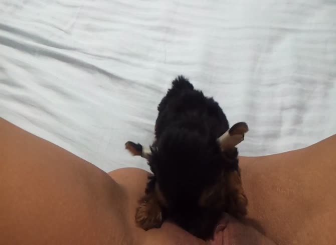 670px x 490px - Small Puppy Eating A Pussy - Zoo Porn Dog at Katitube