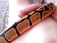 Snake Lie Me Gaybeast.Com - Animal Porn Video