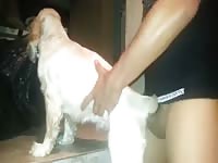 Spaniel Gets Hard Latino Cock In Her Pussy Gaybeast Rip - Bestiality Sex Video