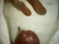 Spider Cock Gaybeast Rip - Animal Porn Movie