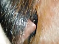 Horse Anal 5 Gay Beast Com - Animal Porn Tube