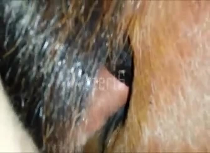 Horse Anal Gay Sex - Horse Anal 5 Gay Beast Com - Animal Porn Tube - Katitube Kinky Sex