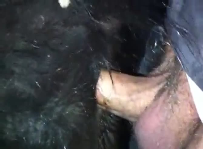 Porn Horse Cum Inside Ass