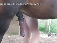 Horse And An Other Man Gaybeast - Beastiality Sex Video