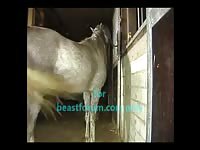 Horse Really Fuck Man Gaybeast Rip - Bestiality Porn Video