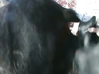 Horse Takes Dildo Gaybeast.Com - Bestiality Sex Video