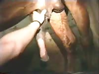 Horse Wank Gaybeast - Animal Sex Video
