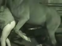 Horsesex Horse Do Man Movie 1 Gaybeast Rip - Bestiality Porn Tube