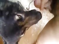 Suck 4 Gaybeast.Com - Bestiality Porn Video