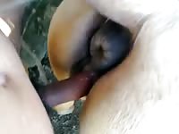 Sweet Sweet M Gaybeast.Com - Beastiality Sex