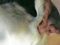 The Boy With A Goat Gaybeast.Com - Animal Porn