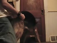 The Dog Is Hungry For More Cock Gaybeast Rip - Animal Sex Porn Tube