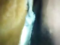 Three Man Fuck Dog Gaybeast.Com - Beastiality Sex Video
