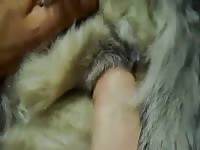 Toe Play Gaybeast Rip - Animal Porn Video