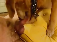 Two Dogs Sharing One Dick Gaybeast - Bestiality Sex Tube