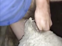 Two Guys One Sheep Part 2 Gaybeast - Animal Sex Porn Tube