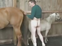 Two Horse Gaybeast.Com - Beastiality Porn Tube