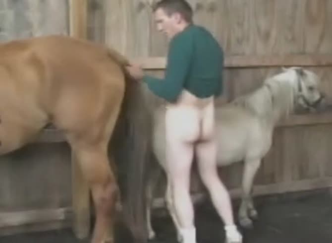 Beastality Horse Porn Captions - Two Horse Gaybeast.Com - Beastiality Porn Tube - Katitube Kinky Sex