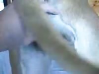 Un Gran Danes Cojida Gaybeast - Beastiality Sex Tube