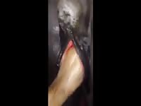 Vag Fisting Gaybeast - Bestiality Sex Video