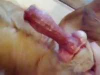 Wanking And Being Knotted Gaybeast - Bestiality Sex Video