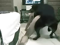 Web Cam Black Dog Bedroom Petsex Com - Animal Sex Video