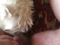 Westie Licking Cock And Balls Gaybeast Rip - Animal Sex Movie