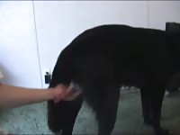 Wolfdog Anal 1 Gaybeast Rip - Animal Sex