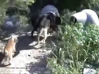 Wolfdog Munching Greeting