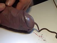 Worm In Dick Gaybeast Rip - Bestiality Sex Tube