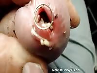 Worm Inside Cock Gaybeast - Animal Sex Tube