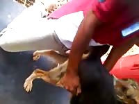 Young Man Fucks Dogs On Job While His Best Friend Records The Action Gay Beast Com - Bestiality Sex