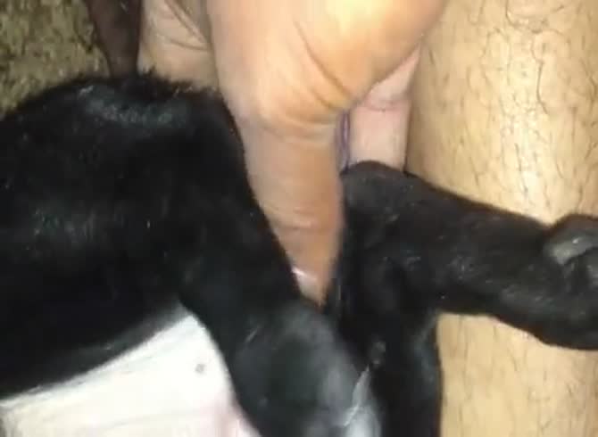 Yum Gay Beast Com - Animal Porn Video - Katitube Kinky Sex