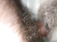 Yummy Gurl Gay Beast Com - Animal Porn Movie