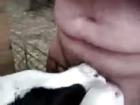 2 calves give a tag team blowjob gaybeast com [ Zoophilia Woman ]