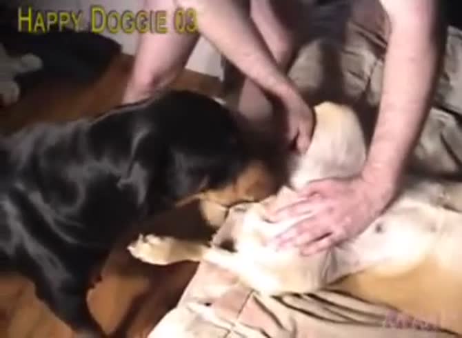 Man Dog Woman Threesome Porn