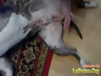 210 rusz [ Russian Beastiality Porn ] 2018 zoo sex from moscow